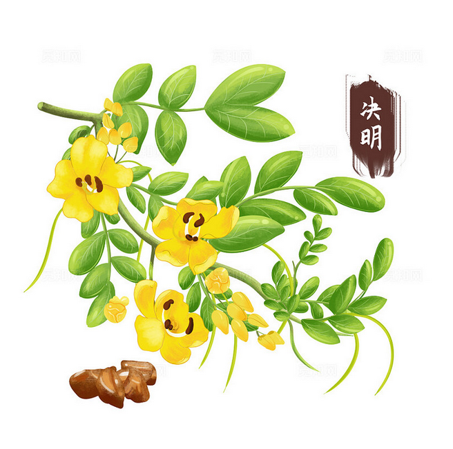 决明子