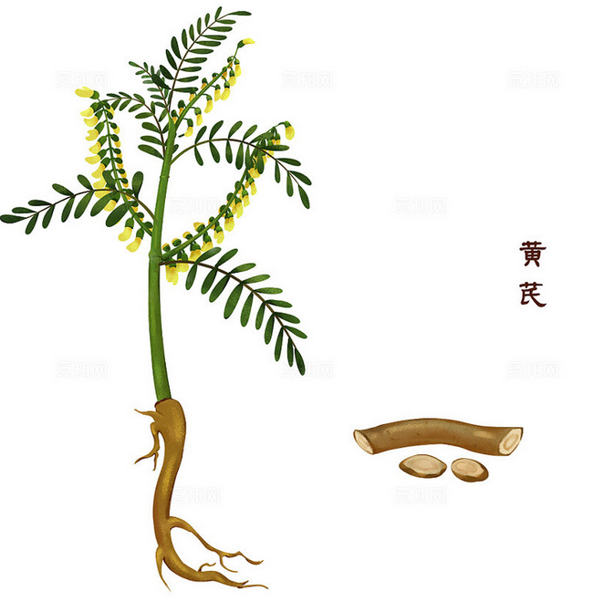 黄芪